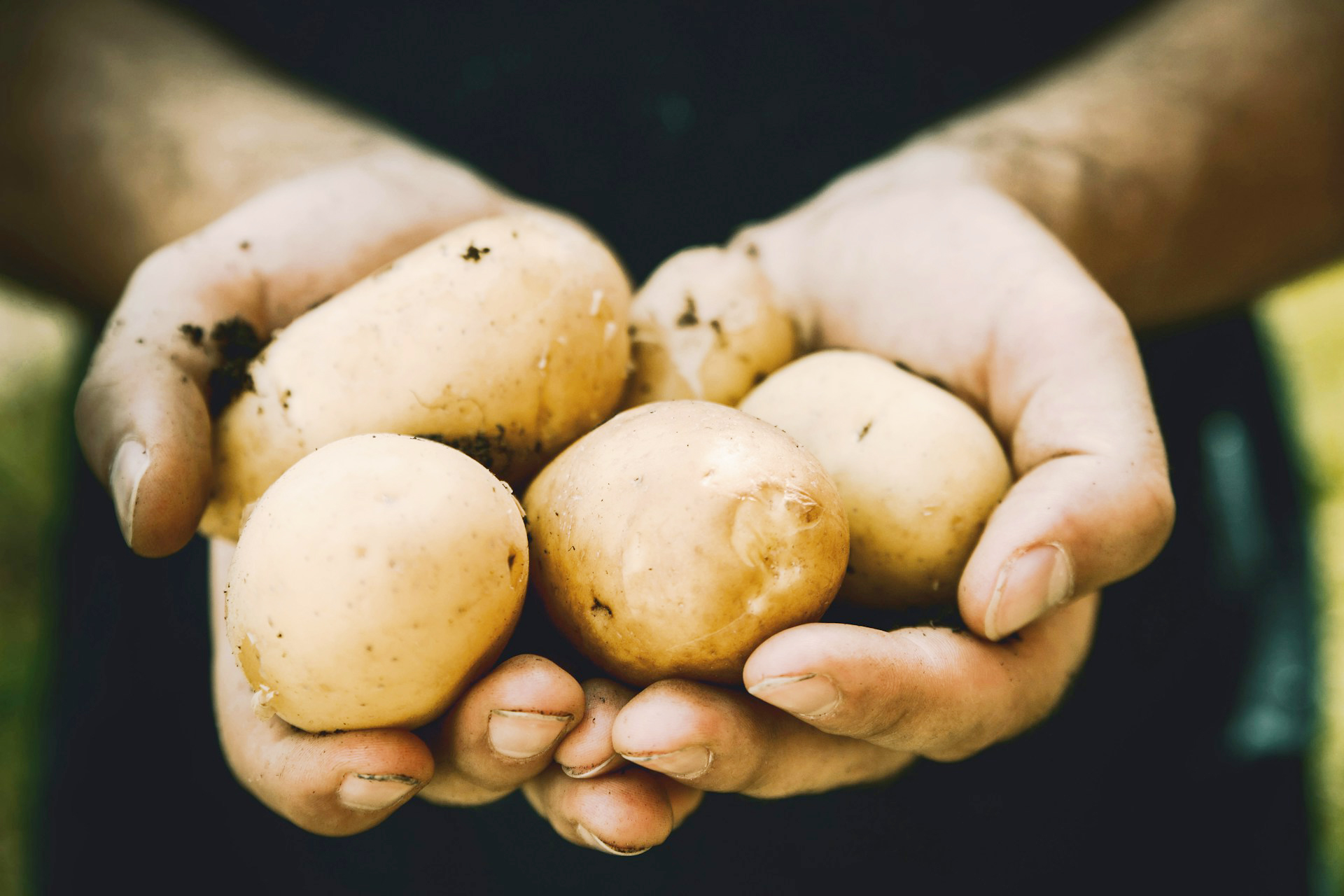 手で沢山のジャガイモを持つ