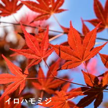 イロハモミジ